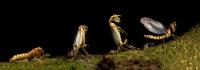 The Studied Mantis-Fly Species <i>Ditaxis biseriata</i> Going through Eclosions Stages