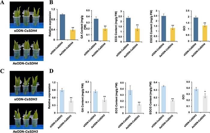 Antisense oligonucleotide silencing analysis of CsSDH4 and CsSDH3 in tea plants.