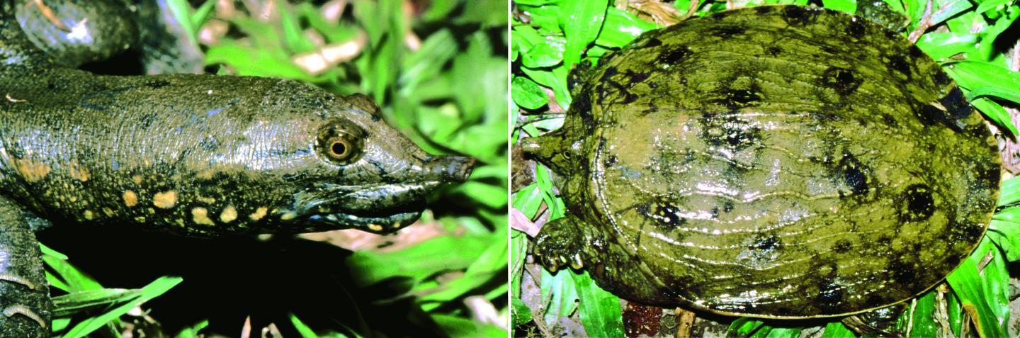 Female (<em>Pelodiscus variegatus</em>)