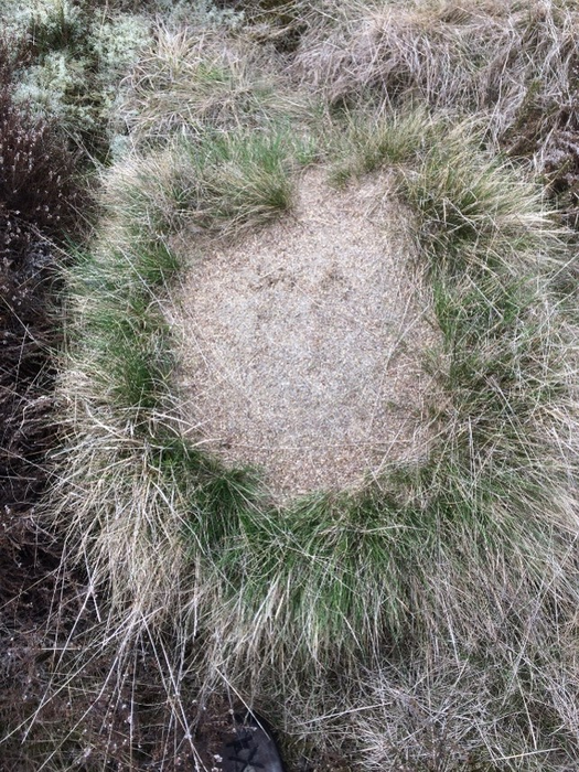 Mound of the narrow-headed ant