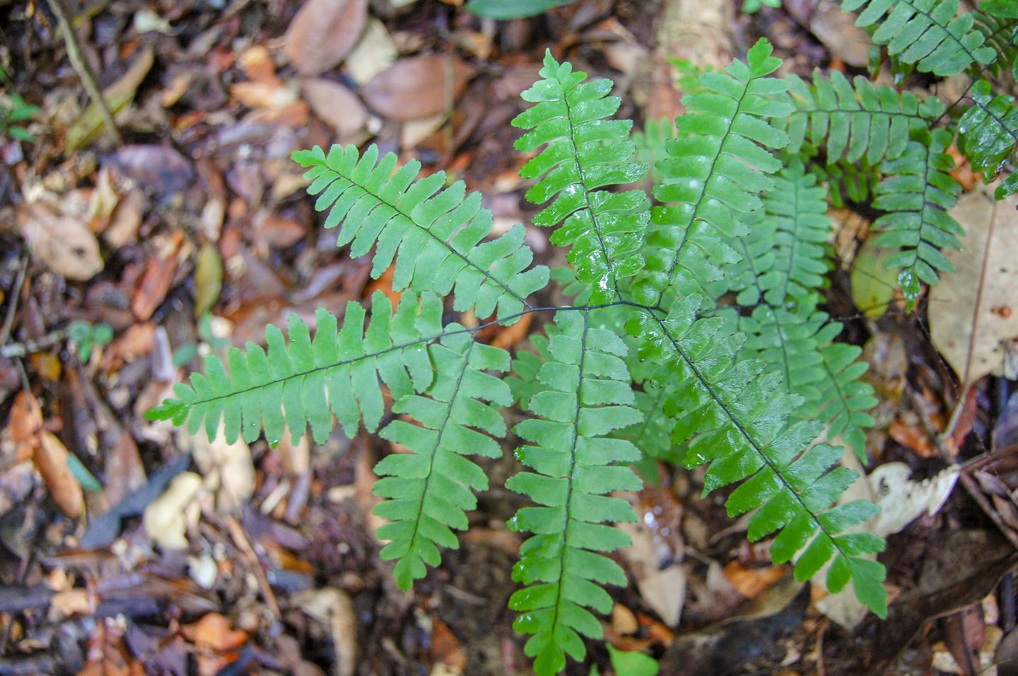 Different Fern Species