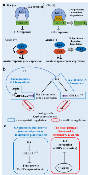 Fig. 2 A model of DELLA and ARF/IAA function.