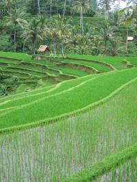 Local Human Activity Altering Global Water Footprint More than Thought (3 of 3)