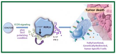 Two-Sided Immune Cell Could be Harnessed to Shrink Tumors