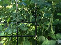Pinto plant