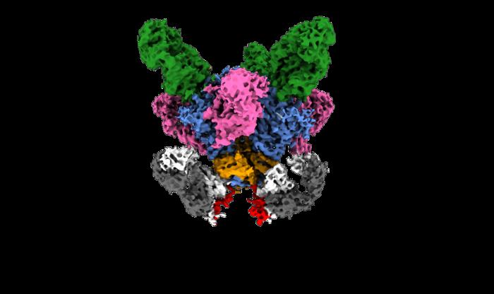 Improving vaccine design for Ebola, HIV and more