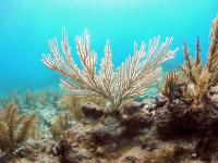Bent Sea Rod Bleaching