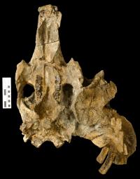 New Species of 15-Foot-Long Dugong Was not Yet Fully Grown