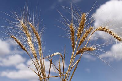 Stem Rust