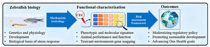 Functional toxicology of emerging contaminants: translating zebrafish models to ecological risk prediction