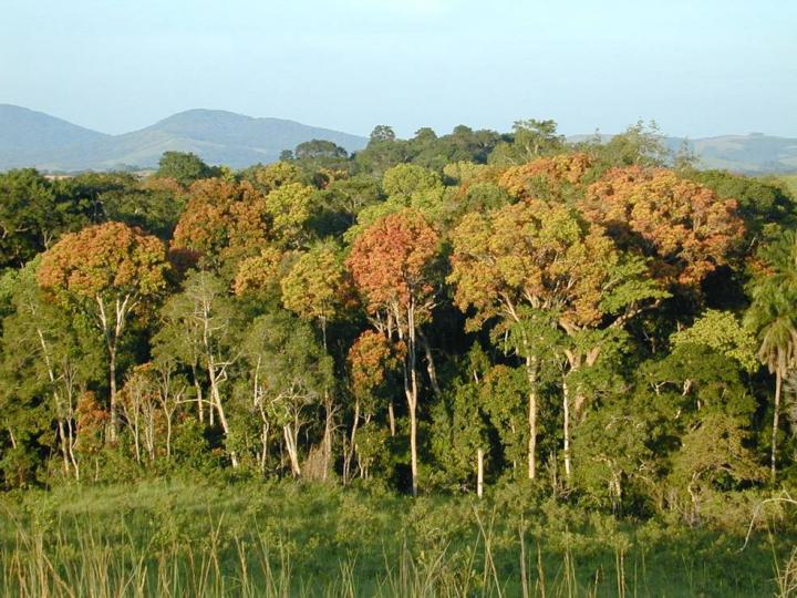 Temperate and Tropical Forests