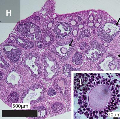 Ovulation Blocker Provides Birth Control in Mice