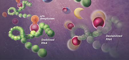Zika Virus Showing M6A, UC San Diego School of Medicine