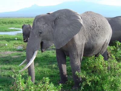 African elephants