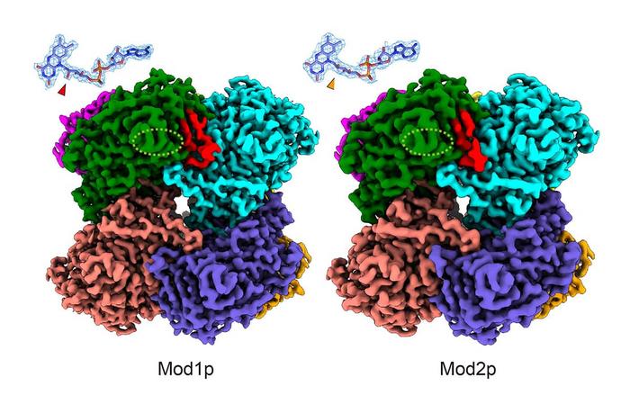 Overall structures of octameric alcohol oxidases from Ogataea methanolica.