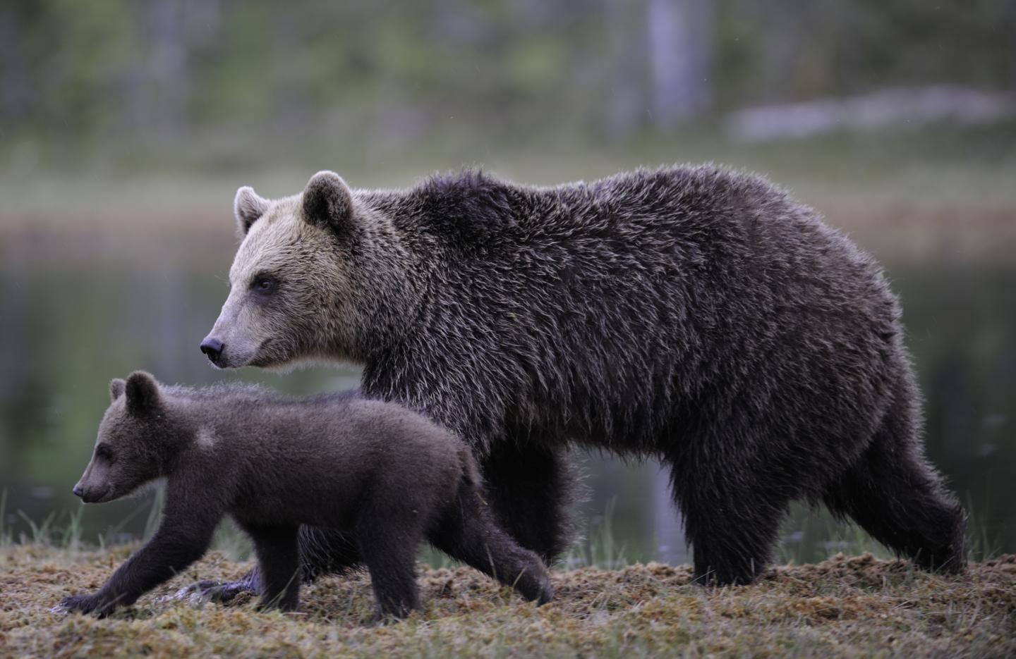 Brown bear