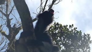 Field footage of Indris song