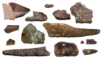 Pterosaur Holotypes