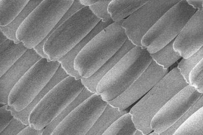 Giant Blue Morpho, Micro-texture