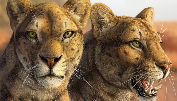 An early saber-toothed cat, Adelphailurus kansensis