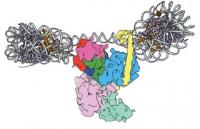 PRC2-nucleosomes