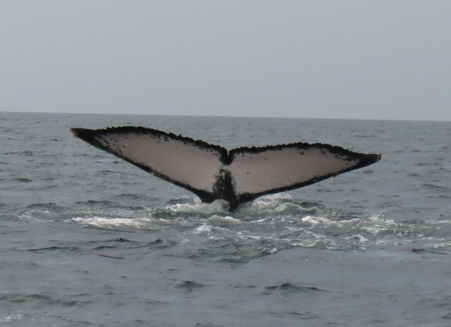 Humpback Tail