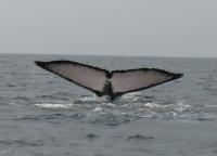Humpback Tail