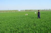 Wheat Canopy