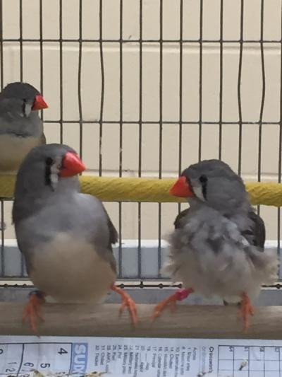 Finches