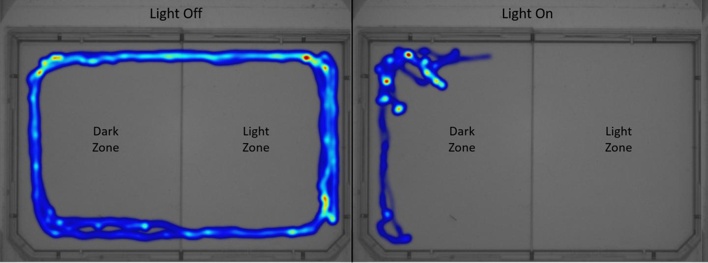 Heatmap of Time Spent in An Area during Phototaxis Trials for <em>Echinogammarus marinus</em>