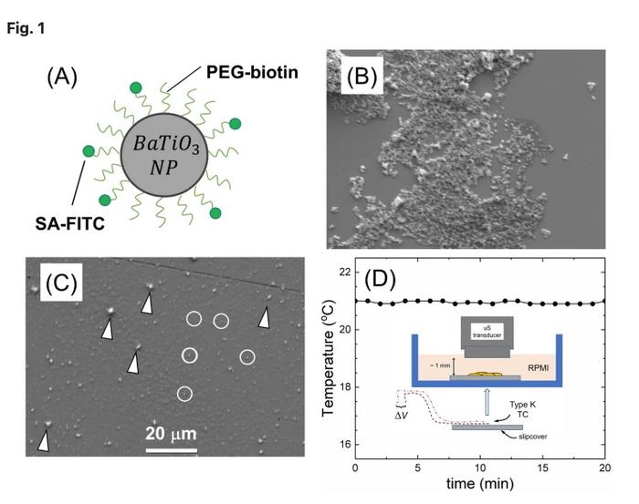 Deploying nanoparticles to trigger immune response