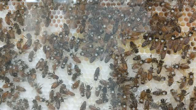 Individually Coded Honey Bee Workers Are Automatically Monitored By A Computer System To Track Behav