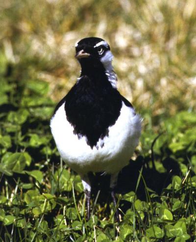 mudlark Gralina cyanoleuca