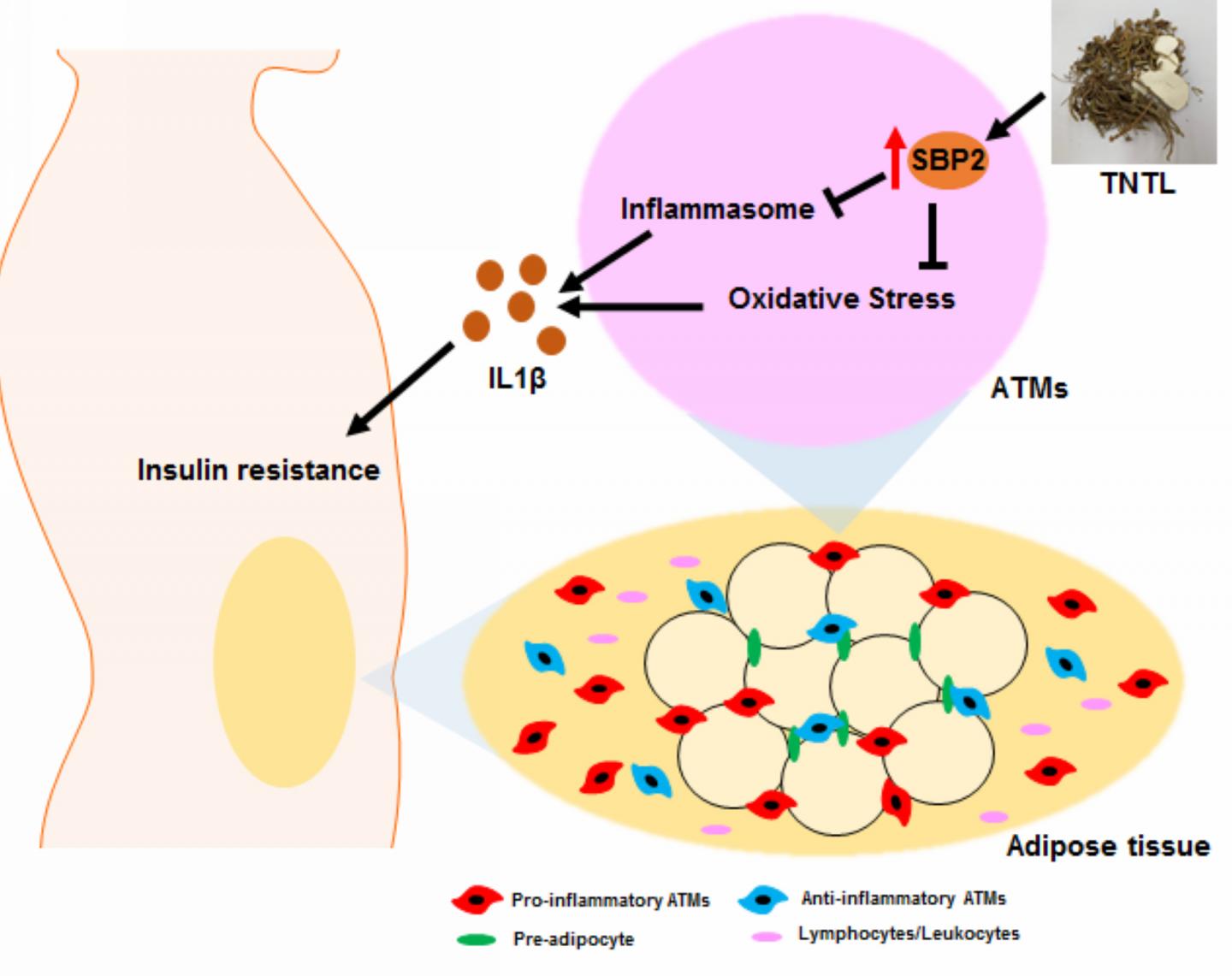 A Potential New Target for Restoring Insulin's Role in Metabolism (1 of 1)