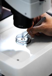 researcher positions fish embryos