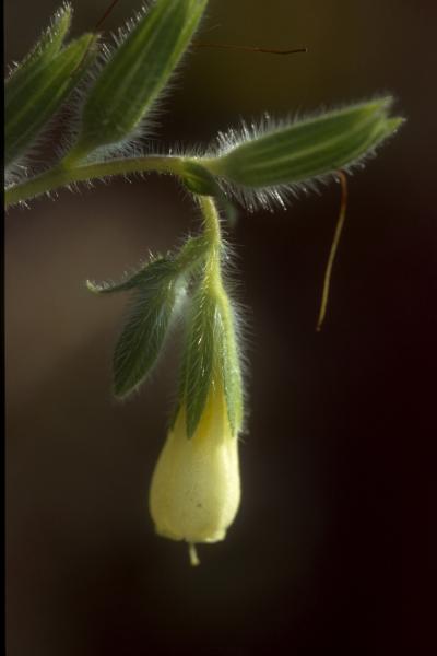 <i>Onosma helvetica</i>