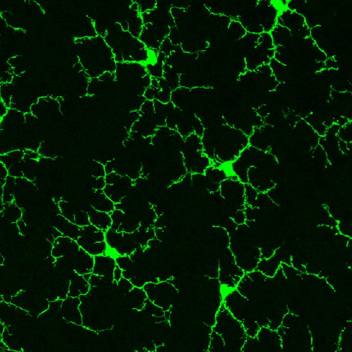 Microglia
