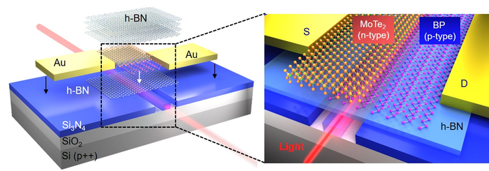 Figure 1 Schematic of the waveguide-integrated van der Waals PN heterojunction photodetector.