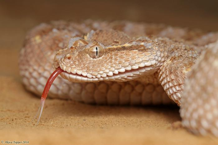Arabian horned viper (Cerastes gasperetti)