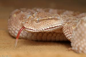 Arabian horned viper (Cerastes gasperetti)