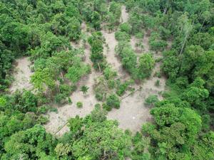 Pioneering research reveals tree-mendous potential of inexpensive drones to help community forests flourish and unlock restoration funding