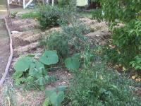 Vegetable Patch