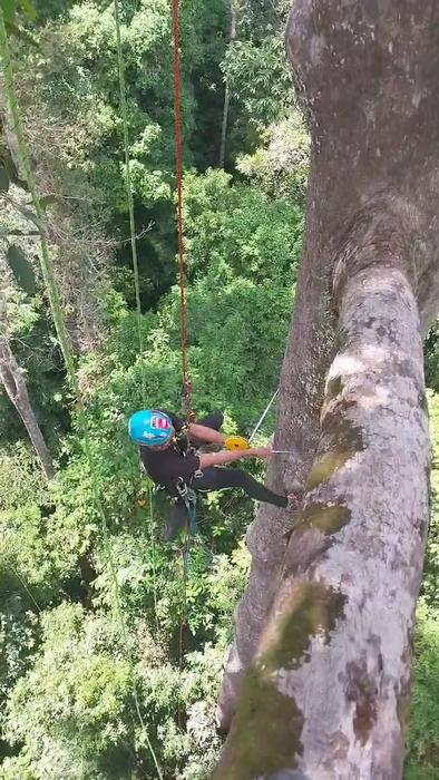 A tree climber measuring stem diameter at the upper trunk of a Dipterocarp tree.