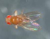 <i>Drosophila</i>