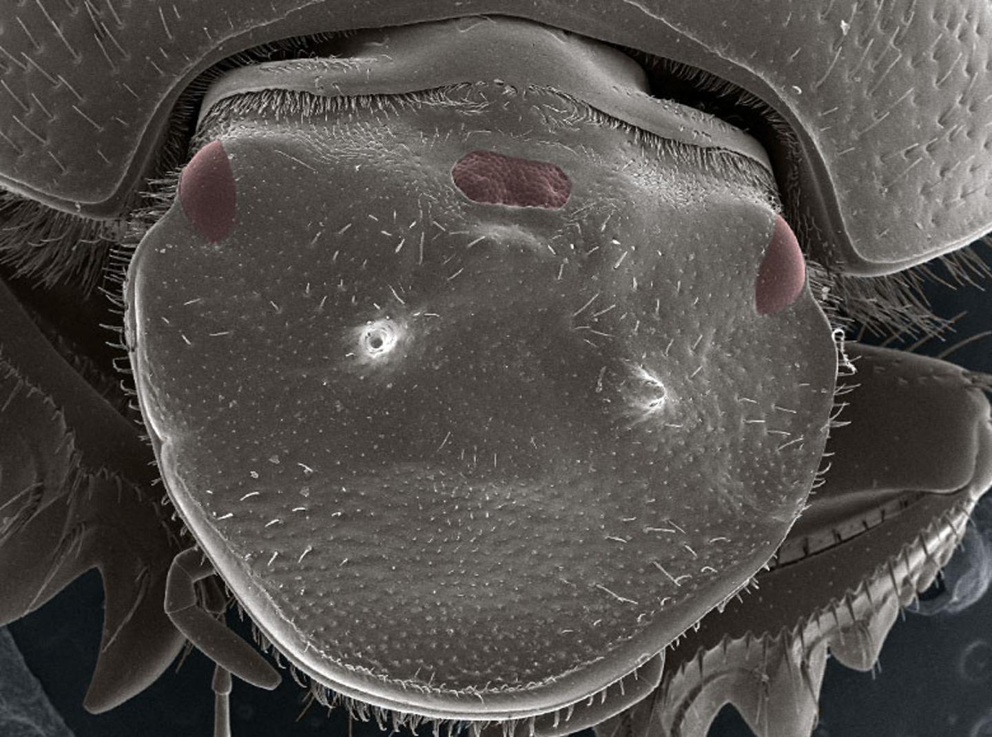 Three-eyed Beetle
