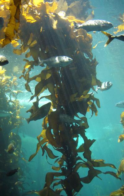 Kelp Forest