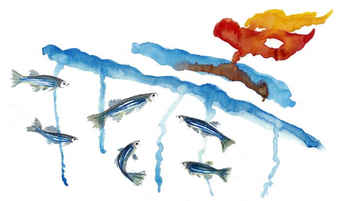 Social Support in Zebrafish