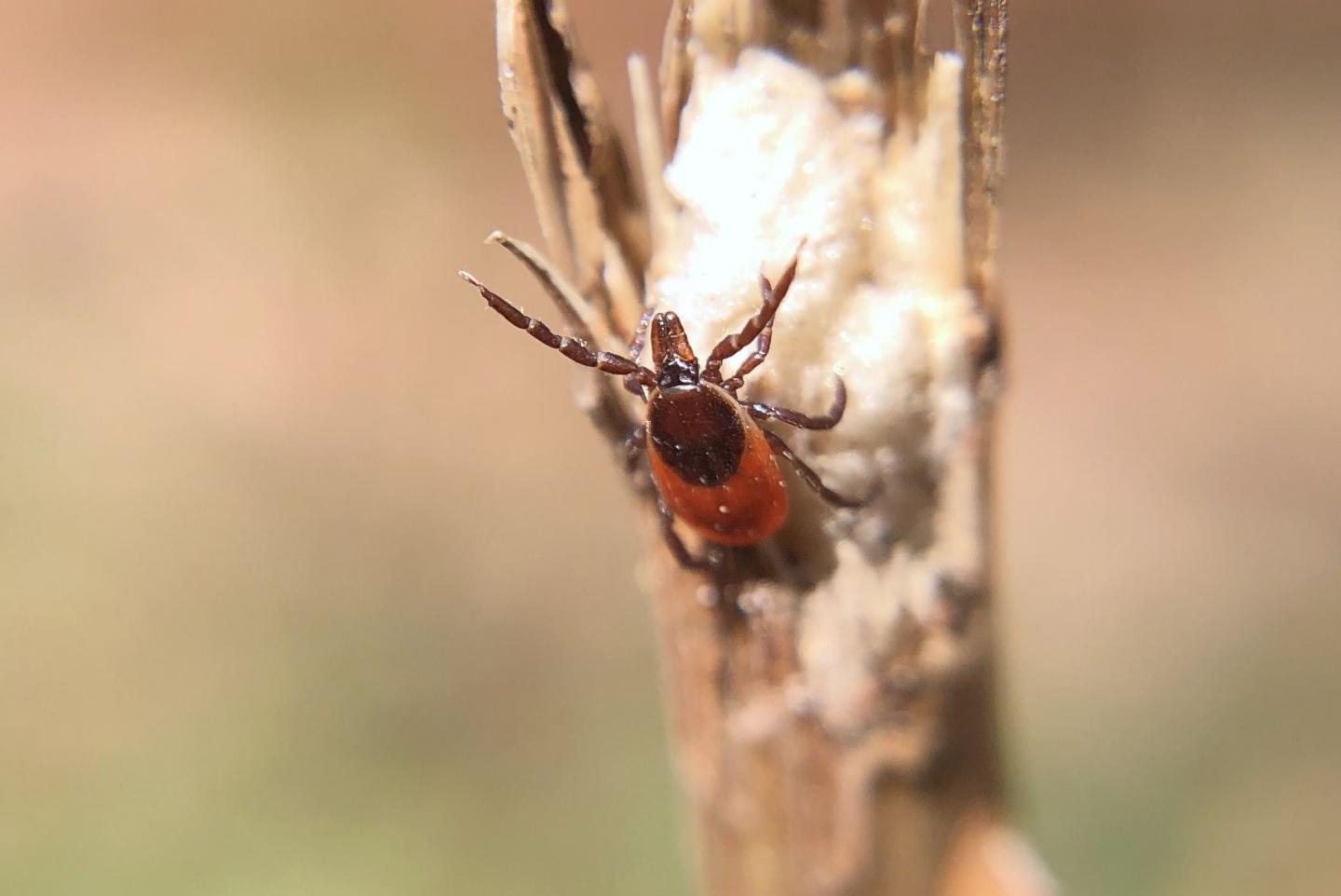 Female Tick
