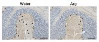 Arginine