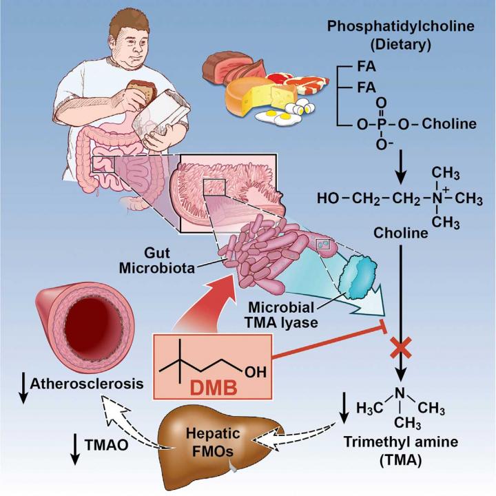 Drugging the Gut Microbiota